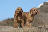 BASSET FAUVE DE BRETAGNE 032